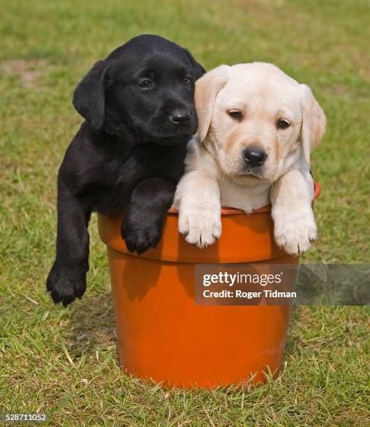 black and white labrador puppies in flower pot - lab puppies stock pictures, royalty-free photos & images
