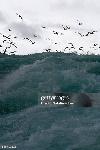 flock of birds flying over stormy bering sea - beringsee stock-fotos und bilder