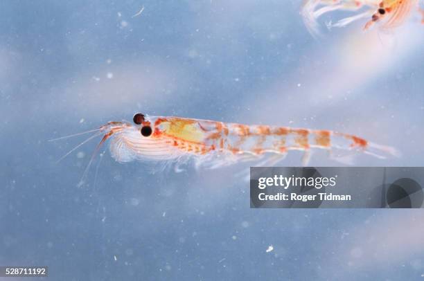 krill - krill stock pictures, royalty-free photos & images