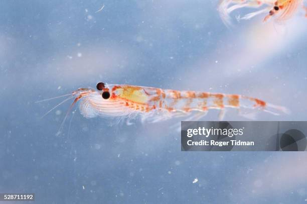 krill - krill stock pictures, royalty-free photos & images