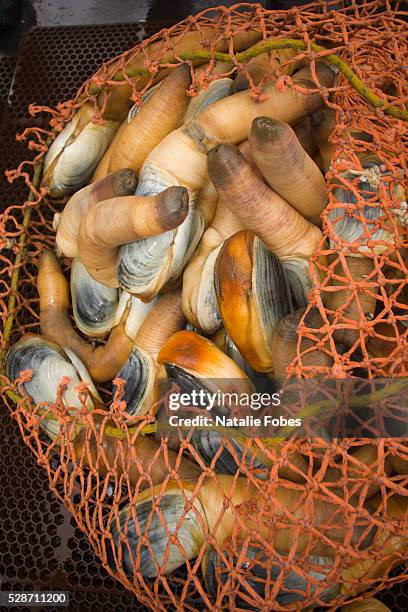 squaxin island tribe geoduck fishery - geoduck stock pictures, royalty-free photos & images