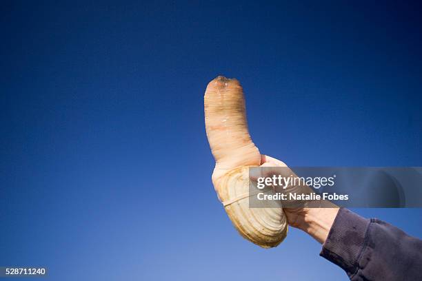 squaxin island tribe geoduck fishery - geoduck stock pictures, royalty-free photos & images