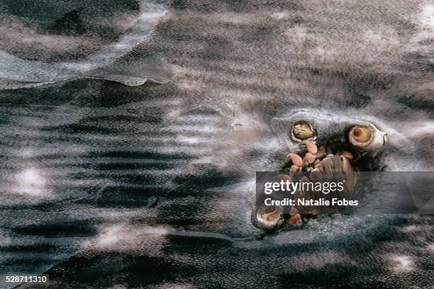 barnacles and louse on the side of gray whale - grey whale stock pictures, royalty-free photos & images