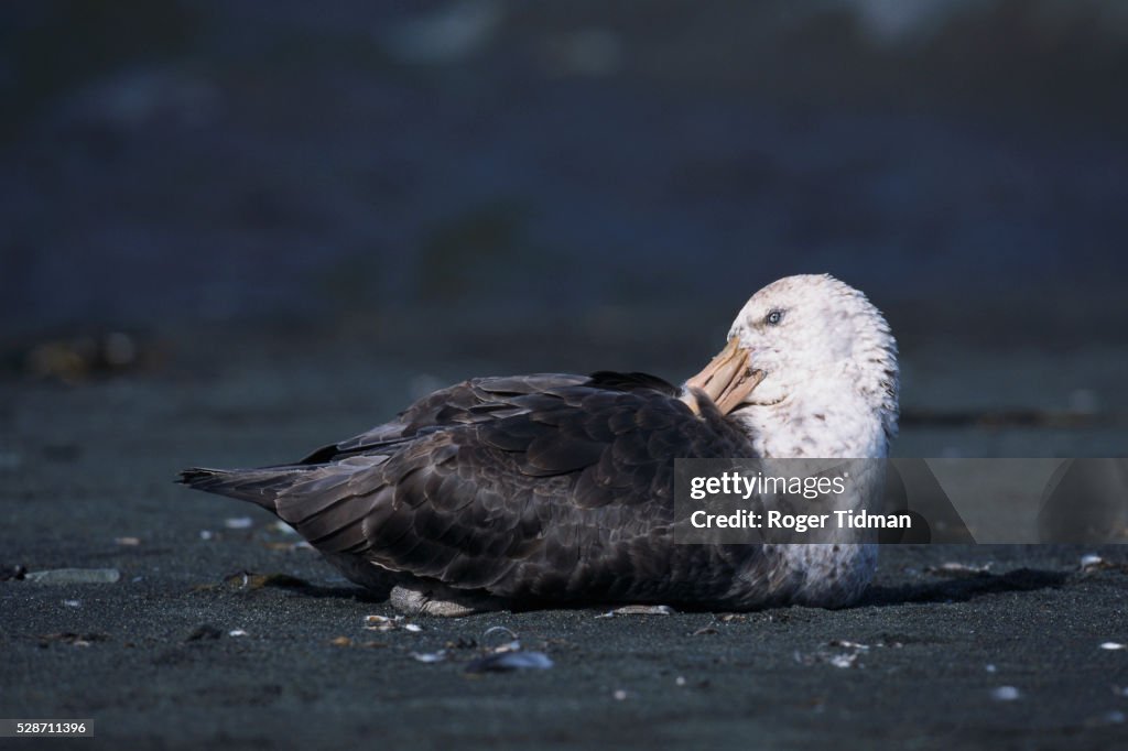 Antarctic Giant Petrel Preening