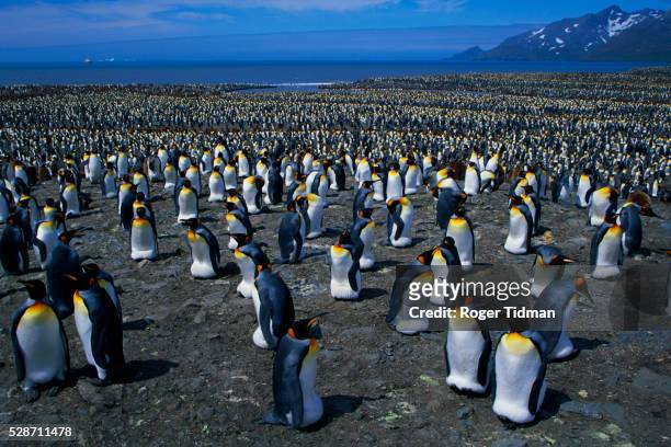 king penguin incubating eggs - broeden stockfoto's en -beelden