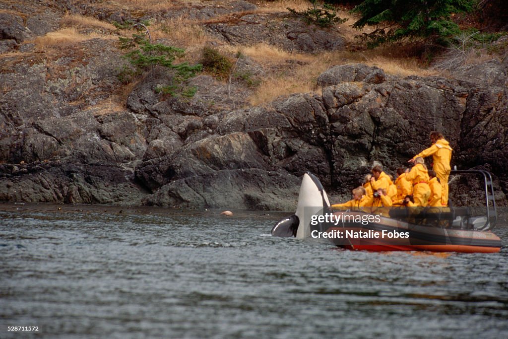 Whale Watchers See Orca Close Up