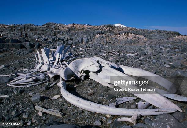 blue whale skeleton - tierknochen stock-fotos und bilder