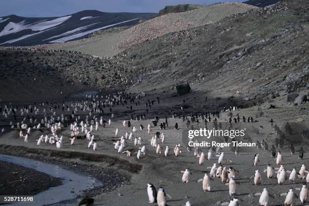 colony of chinstrap penguins - deception island foto e immagini stock
