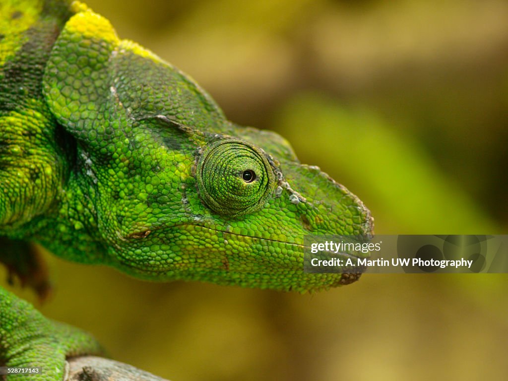 Meller Chameleon
