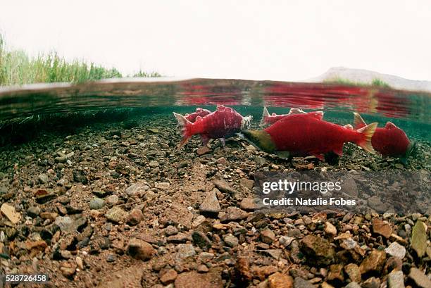 above and below water view of sockeye salmon - sockeye salmon stock pictures, royalty-free photos & images