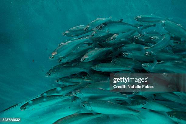 endangered yearling snake river sockeye salmon - kläckeri bildbanksfoton och bilder