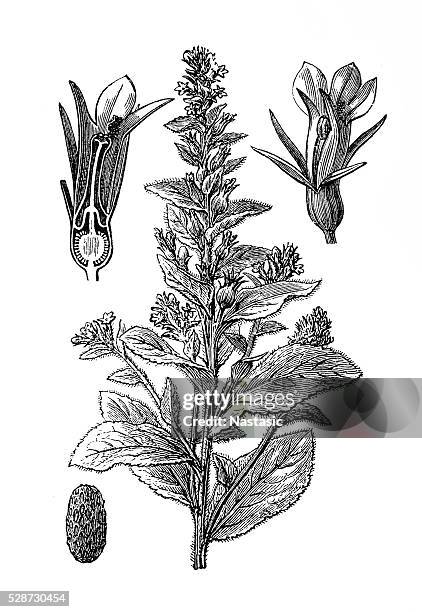 indian tobacco or lobelia inflata or asthma weed - lobelia stock illustrations