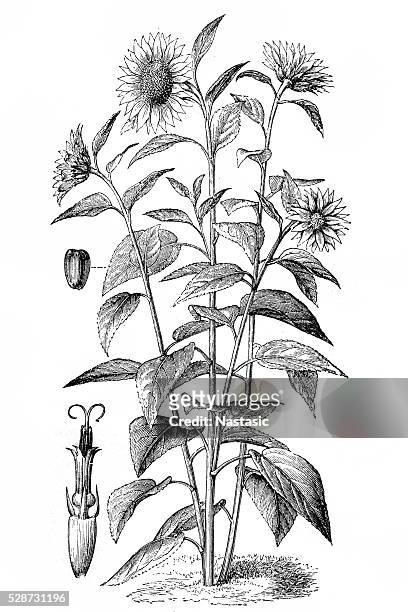 sunflower - helianthus stock illustrations