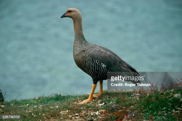 upland goose - magellangans stock-fotos und bilder
