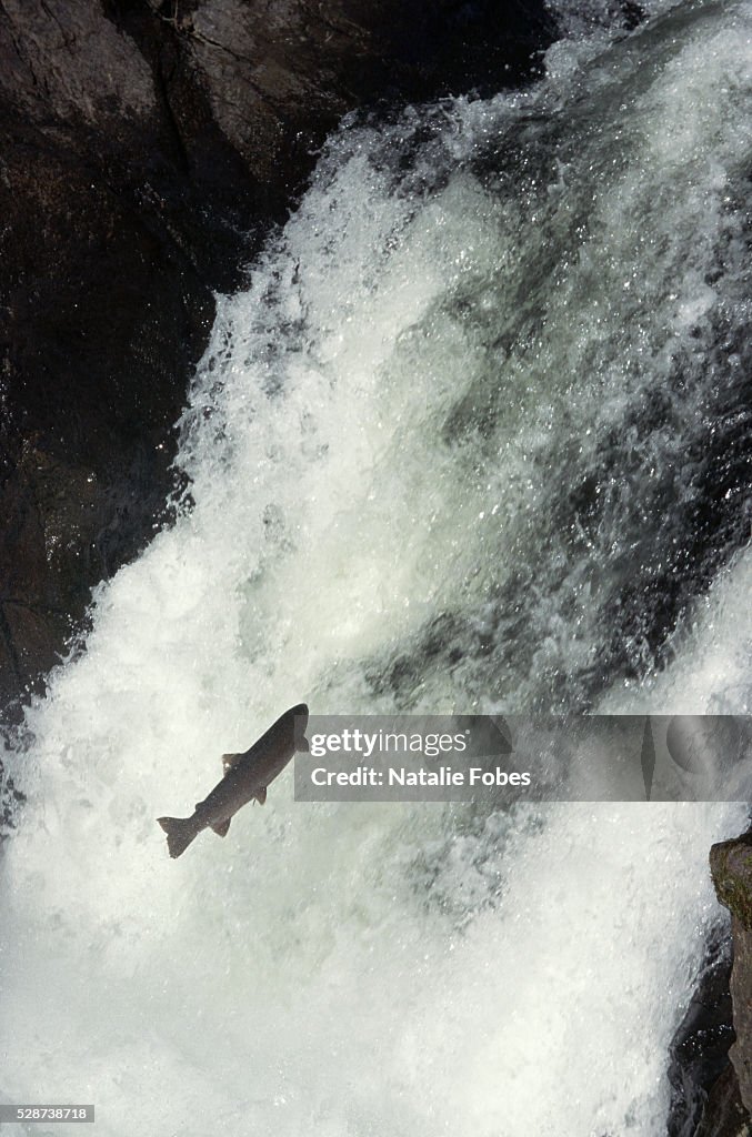 Steelhead Leaps a Salmonberry River Waterfall