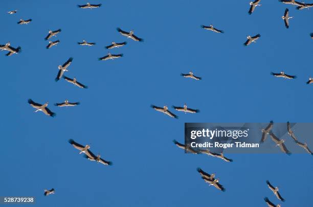 migrating storks - stork stockfoto's en -beelden