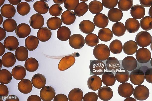 eyed coho salmon eggs and alevin - coho salmon stock pictures, royalty-free photos & images