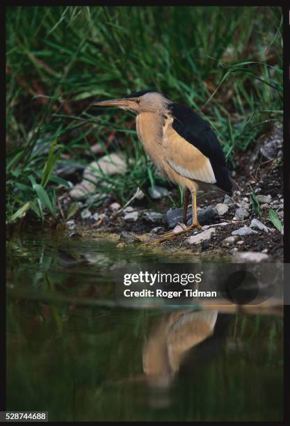 little bittern next to water - lesbos stockfoto's en -beelden