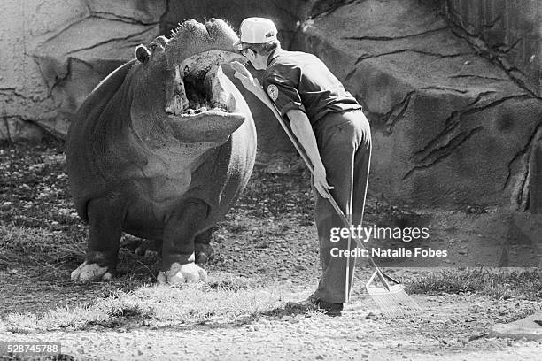 zookeeper talking to a hippo - cincinnati zoo stock pictures, royalty-free photos & images