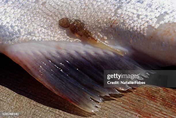 sea louse attached to pink salmon - parasitic stock pictures, royalty-free photos & images