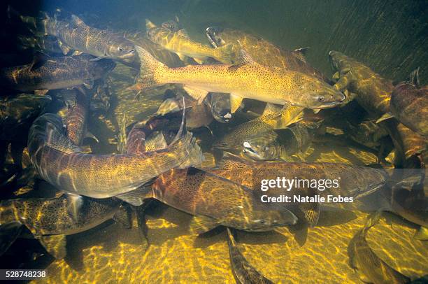 chinook salmon spawning in snake river - chinook stock pictures, royalty-free photos & images