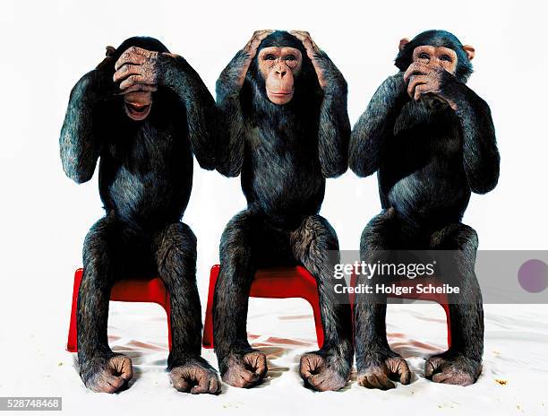 three chimpanzees - 靈長類動物 個照片及圖片檔