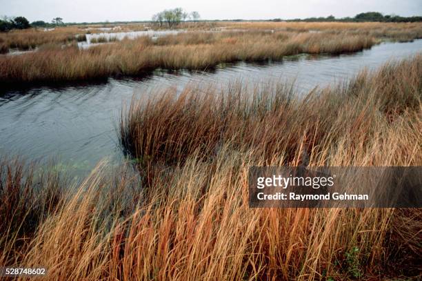 view of salt marsh - tidal marsh stock pictures, royalty-free photos & images