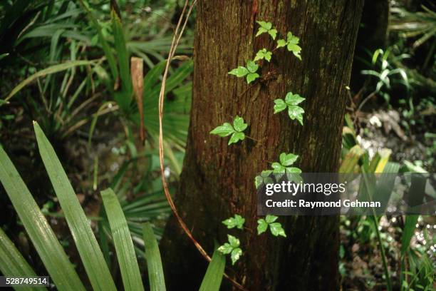 poison oak vine on cypress trunk - poison oak - fotografias e filmes do acervo