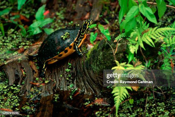 eastern painted turtle in swamp - eastern painted turtle stock pictures, royalty-free photos & images