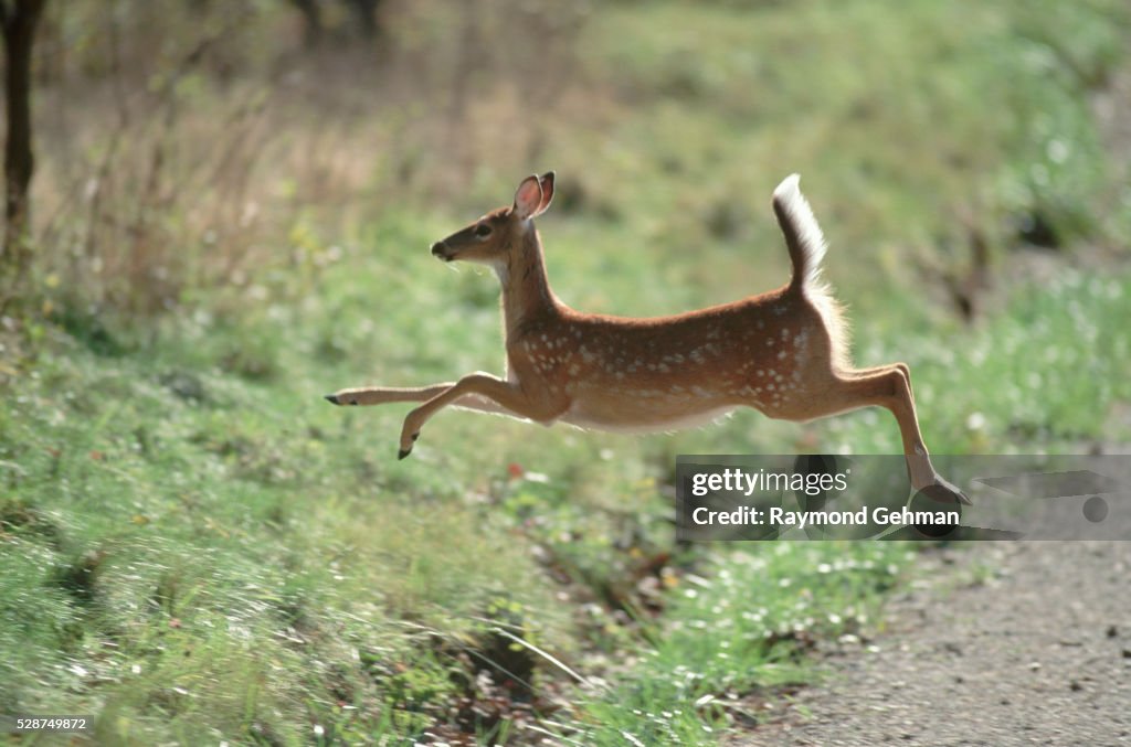 White-Tailed Deer Leaping a Gully