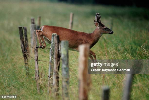 deer jumping a farm fence - cades cove foto e immagini stock