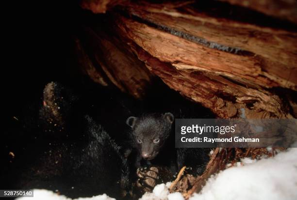american black bear cub in den - animal den stock pictures, royalty-free photos & images