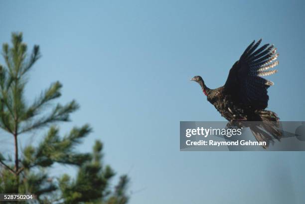 Turkey In Flight Turkeys Flying Photos and Premium High Res Pictures - Getty Images
