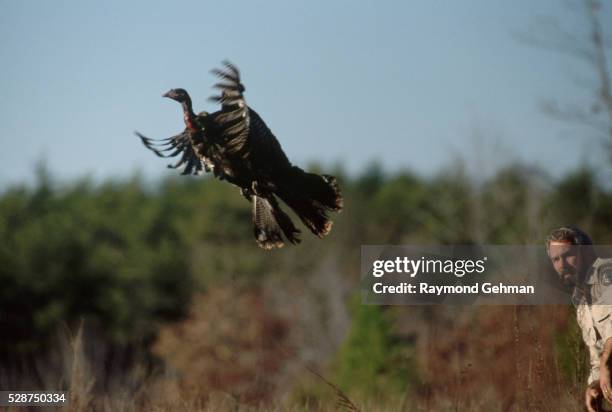 Turkey In Flight 45 Wild Turkey Flying Stock Photos, High-Res Pictures, and Images ...