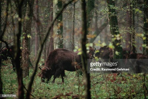 bialowieza forest bison cow and calf - an ox stockfoto's en -beelden