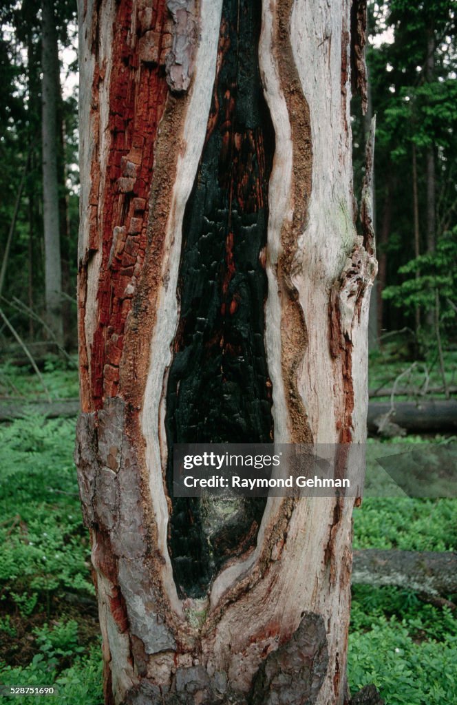 Lightning Strike Tree Scar