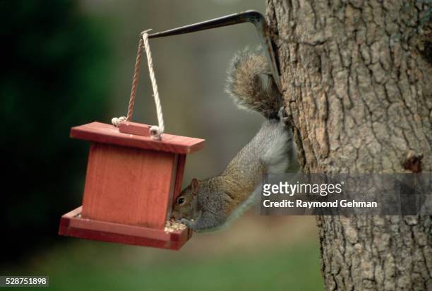 squirrel eating out of bird feeder - bird feeder foto e immagini stock