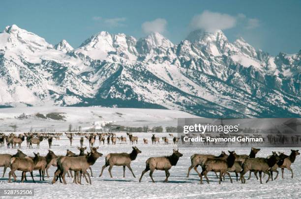 herd of elk at national elk refuge - grand teton bildbanksfoton och bilder