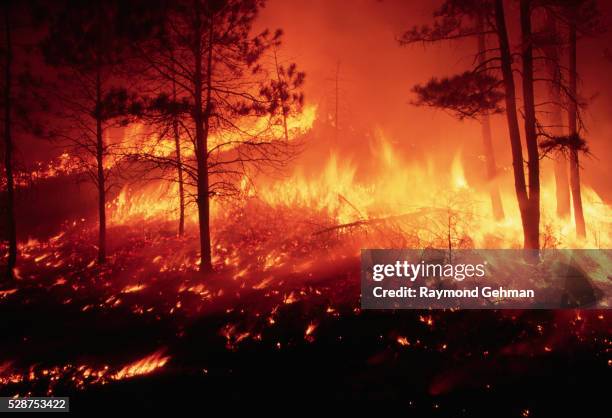 fire in a ponderosa pine forest - image stockfoto's en -beelden