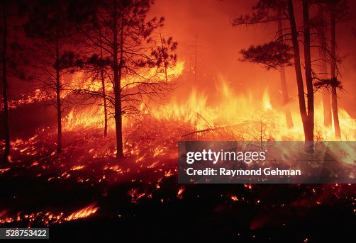 Fire in a Ponderosa Pine Forest