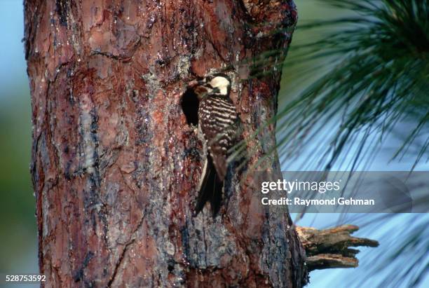 red-cockaded woodpecker - longleaf pine stock pictures, royalty-free photos & images