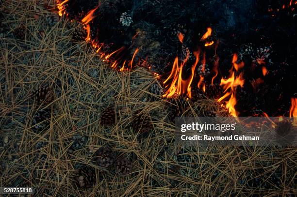 controlled fire - controlled fire stockfoto's en -beelden