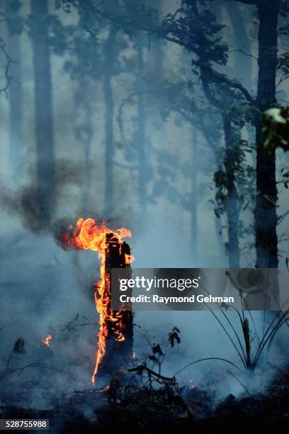 controlled fire to save the longleaf pine - longleaf pine stock pictures, royalty-free photos & images