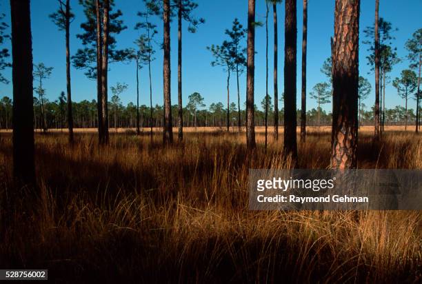 healthy longleaf pines and wiregrass - longleaf pine stock pictures, royalty-free photos & images