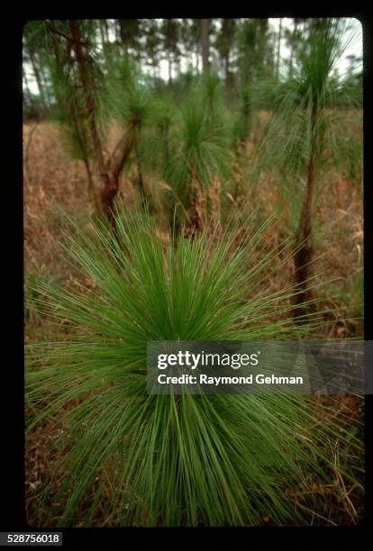 longleaf pine seedling - longleaf pine stock pictures, royalty-free photos & images