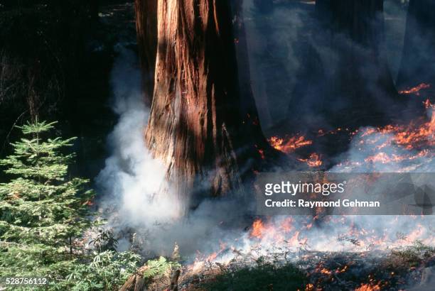 giant sequoia and seedling in controlled burn - giant sequoia stock-fotos und bilder