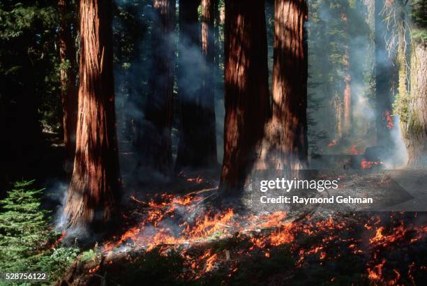 general sherman controlled burn - secoya fotografías e imágenes de stock