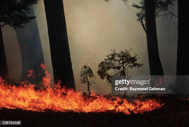 prescribed natural forest fire - kontrolliertes abbrennen stock-fotos und bilder