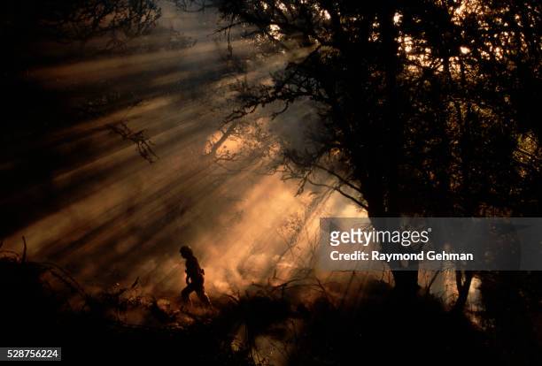 bay trees surrounded by smoke - firemen at work stock pictures, royalty-free photos & images
