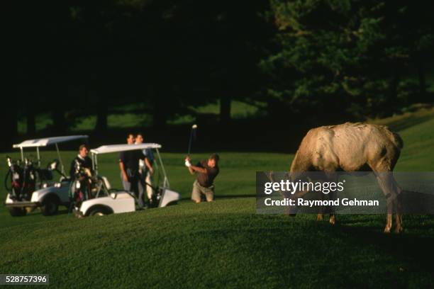 elk grazing at golf course - banff springs golf course stock pictures, royalty-free photos & images